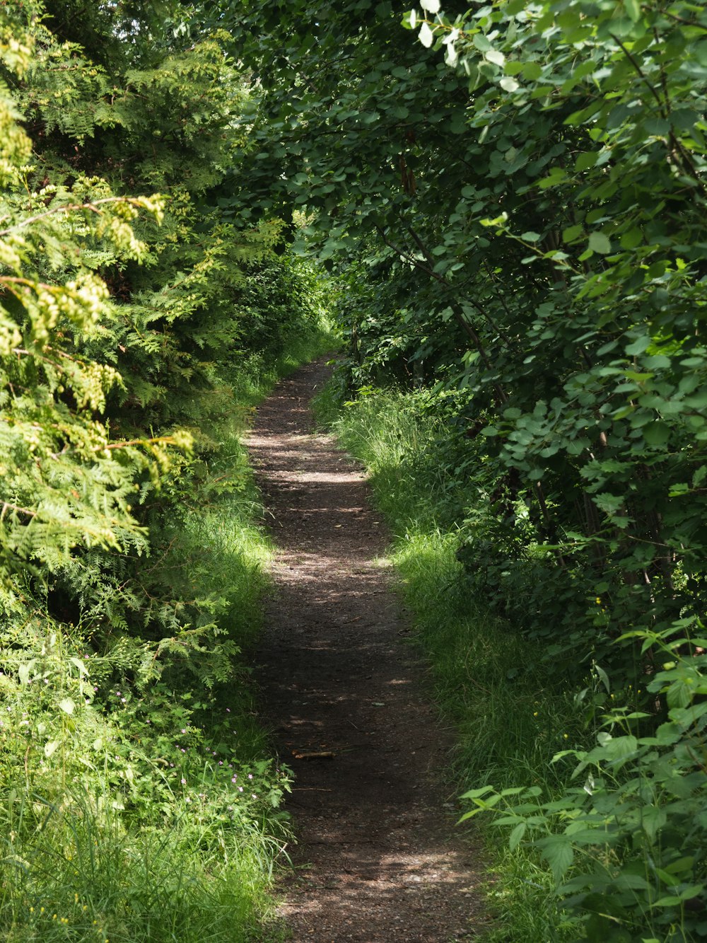 a path in the middle of a lush green forest