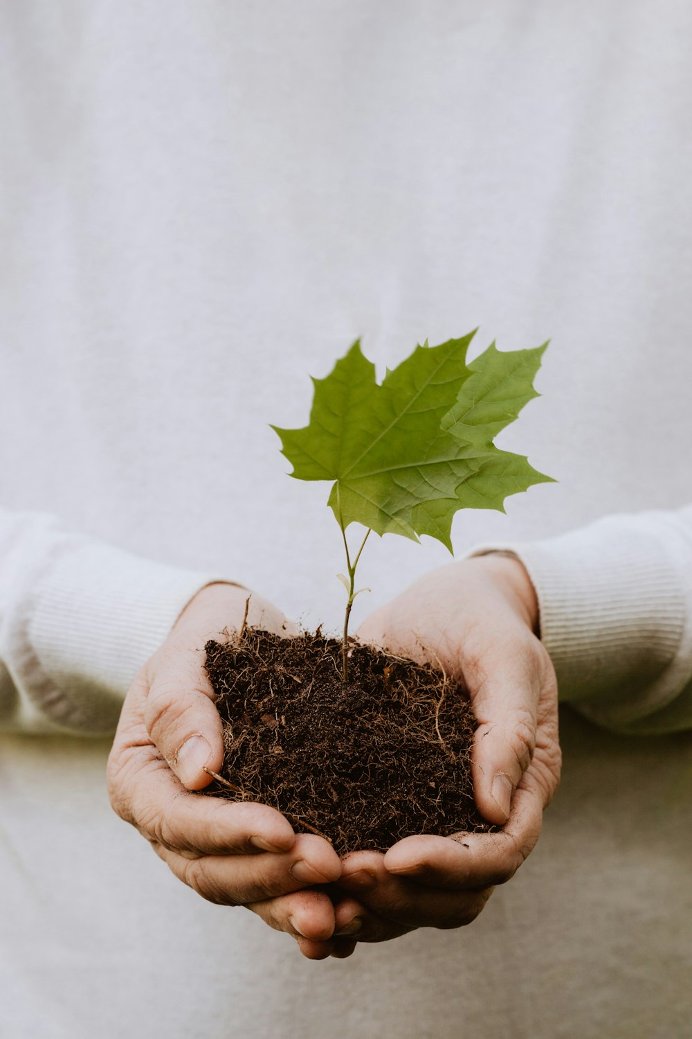 a person holding a plant in their hands