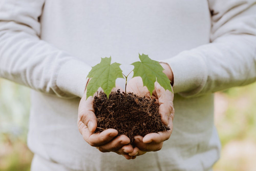 a person holding a plant in their hands