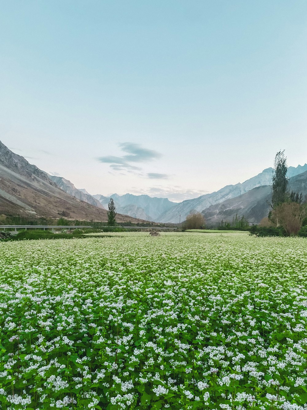 a field of flowers with mountains in the background