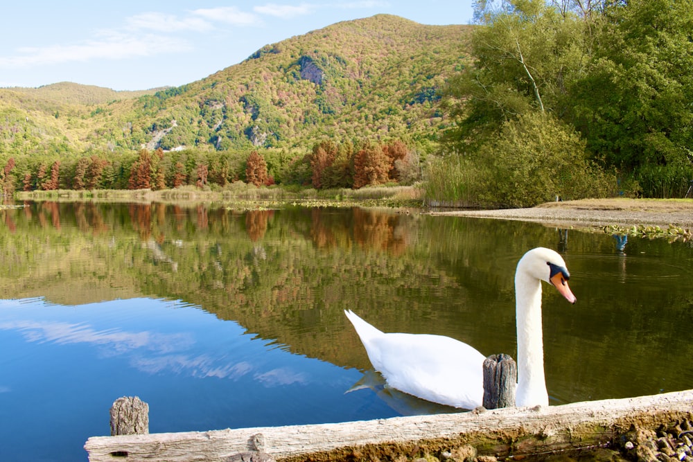 un grande cigno bianco che galleggia sulla cima di un lago