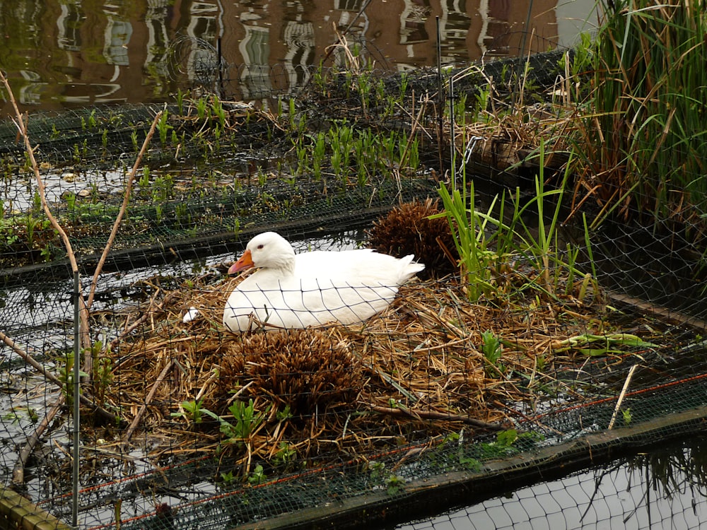 um pato branco sentado em cima de uma pilha de feno