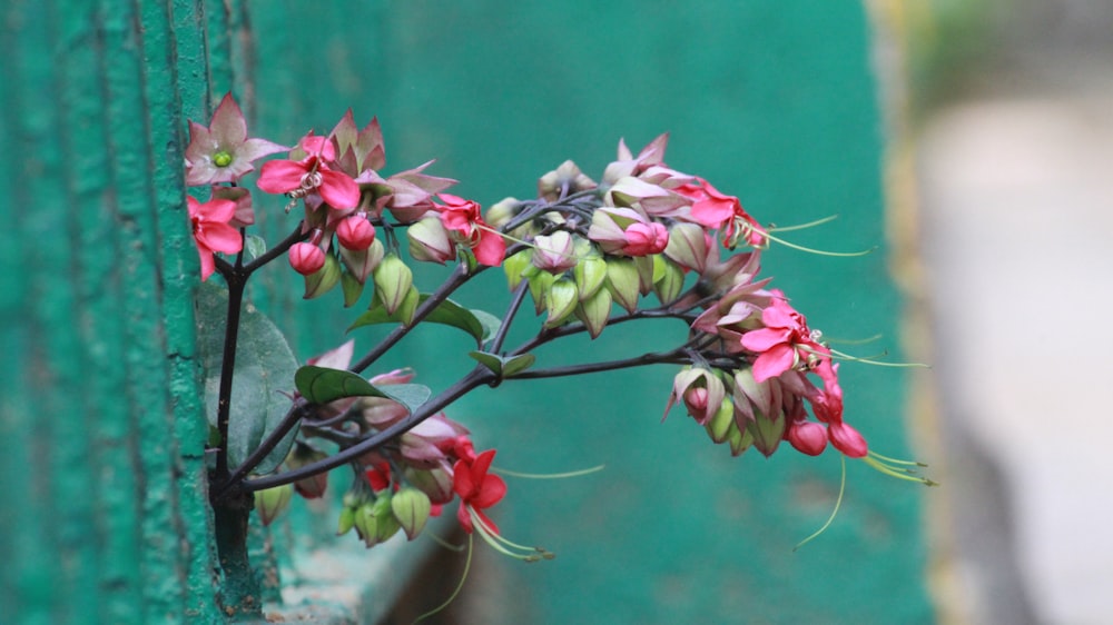 a plant with pink flowers growing out of it