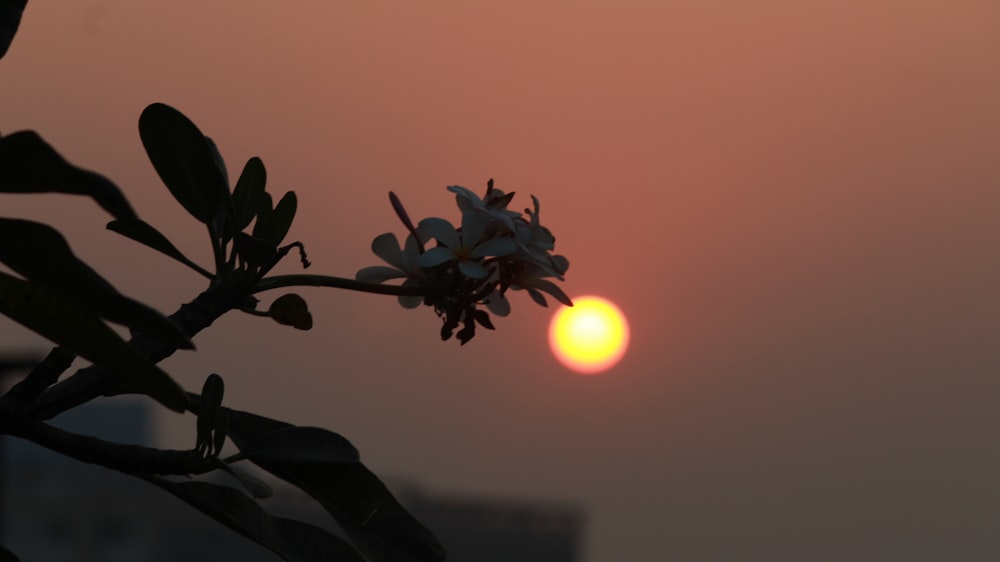 the sun is setting behind a tree branch