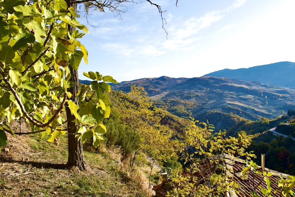 a view of a mountain range from a hillside