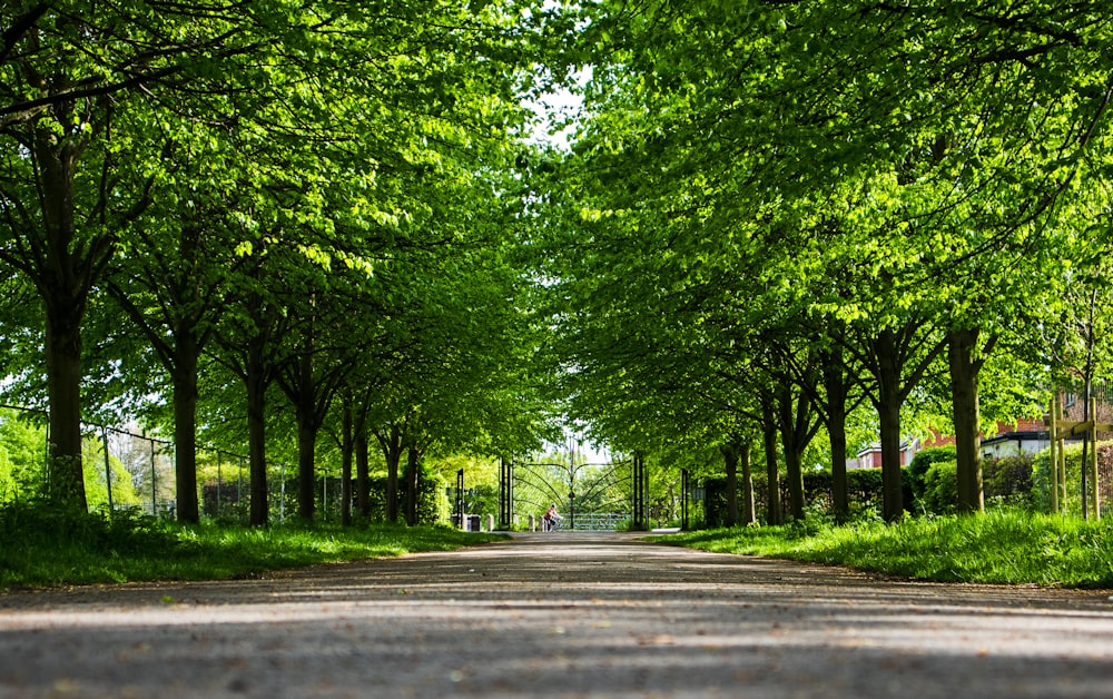 a tree lined street with a fence and trees lining both sides