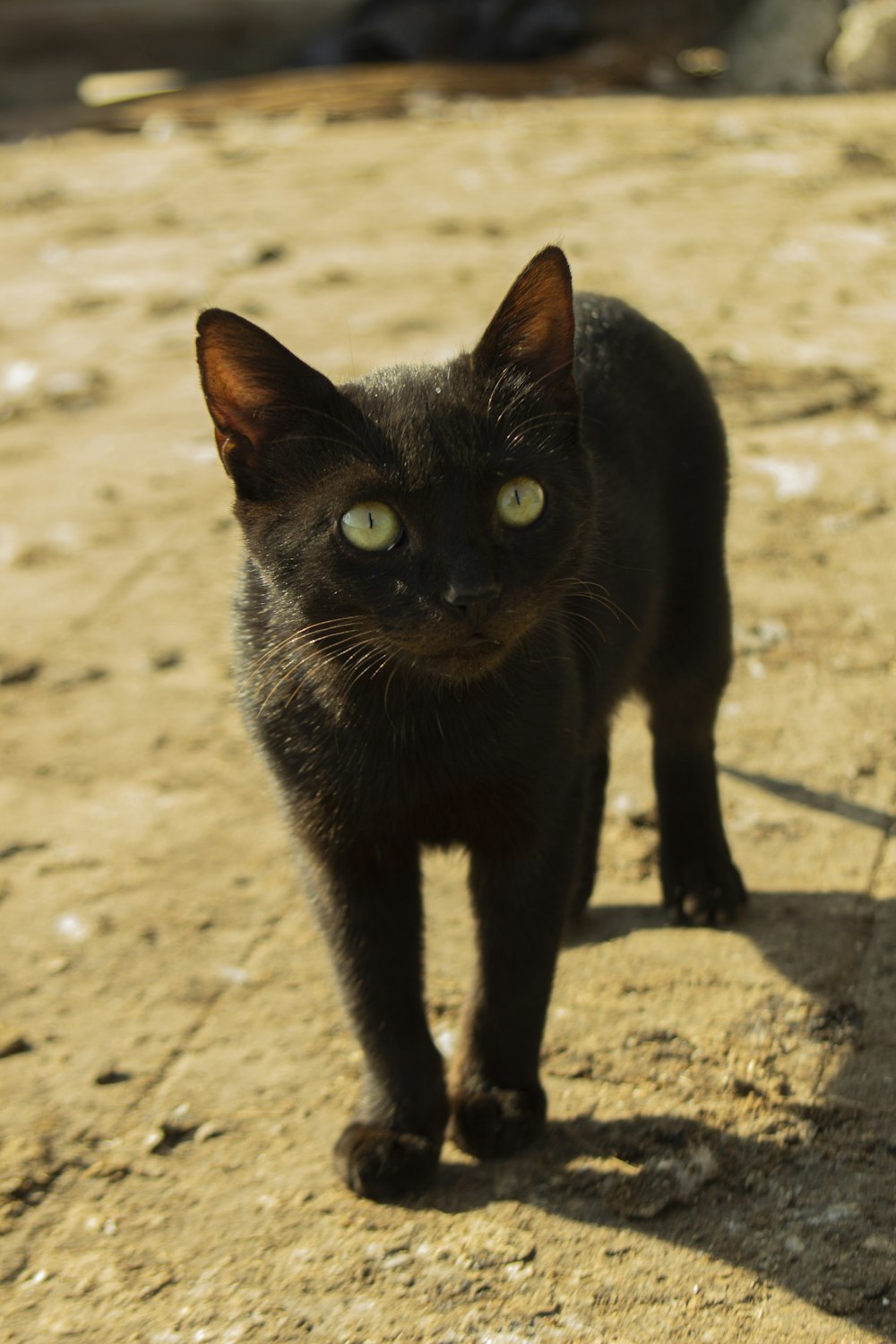 a black cat walking across a dirt field