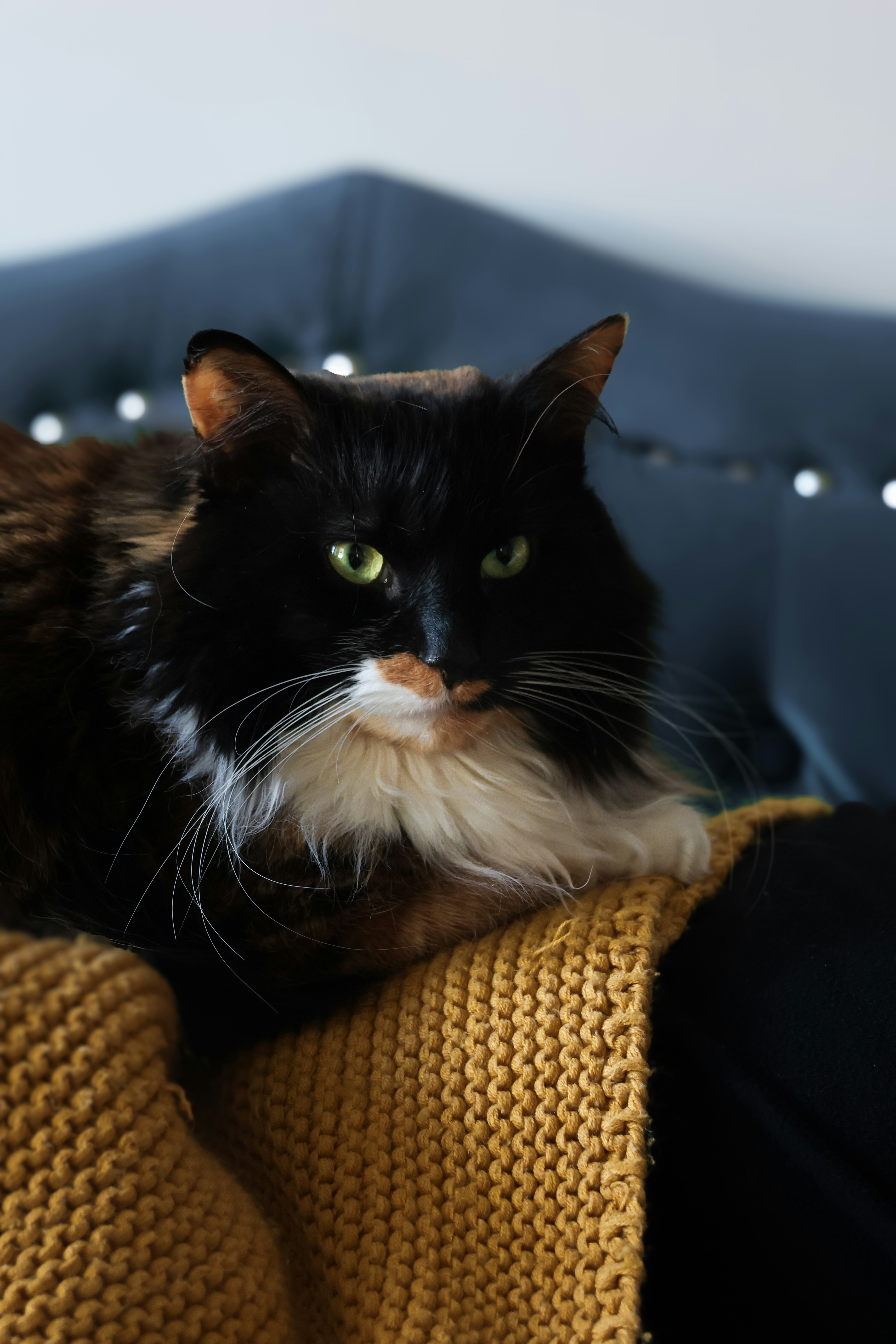 un gatto in bianco e nero seduto sopra un divano
