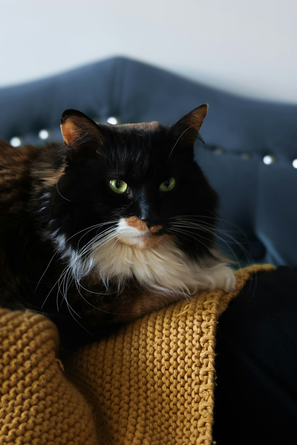 a black and white cat sitting on top of a couch