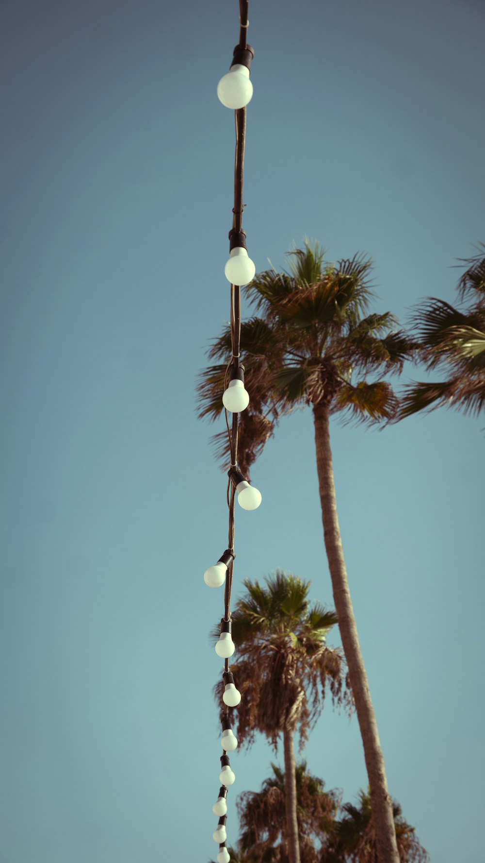 a bunch of lights hanging from the side of a palm tree