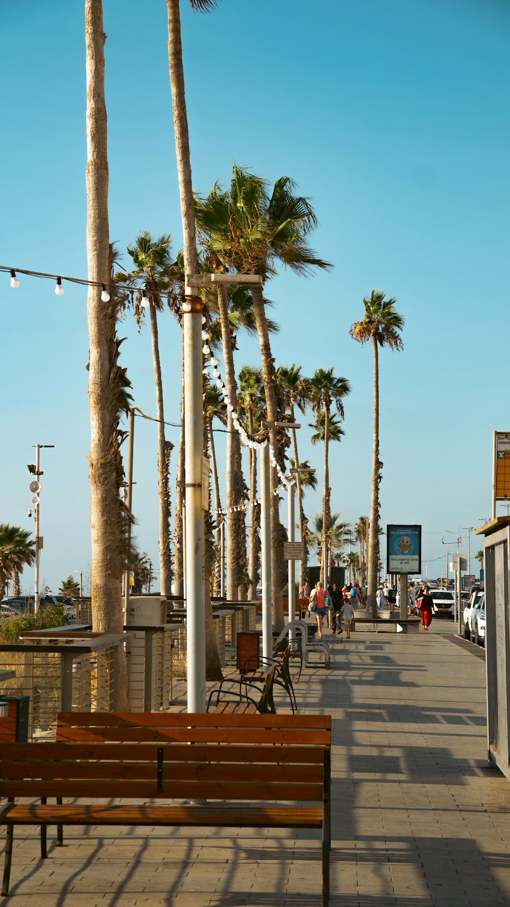 a row of palm trees on a sidewalk