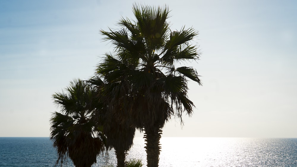 a couple of palm trees sitting next to the ocean