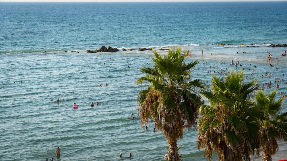 a beach filled with lots of people and palm trees