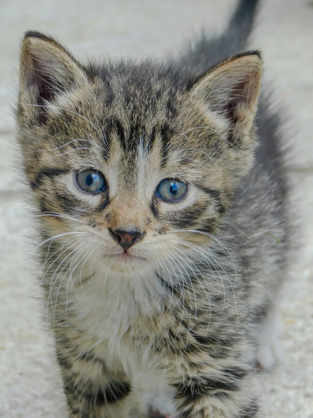 a small kitten walking across a white floor