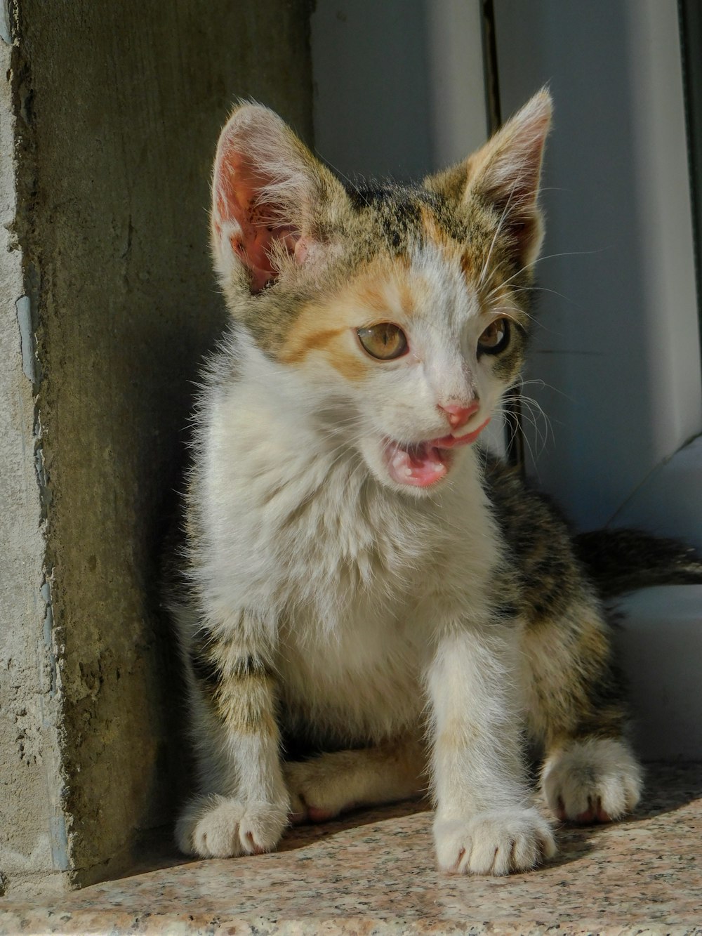 a kitten sitting on the ground next to a door