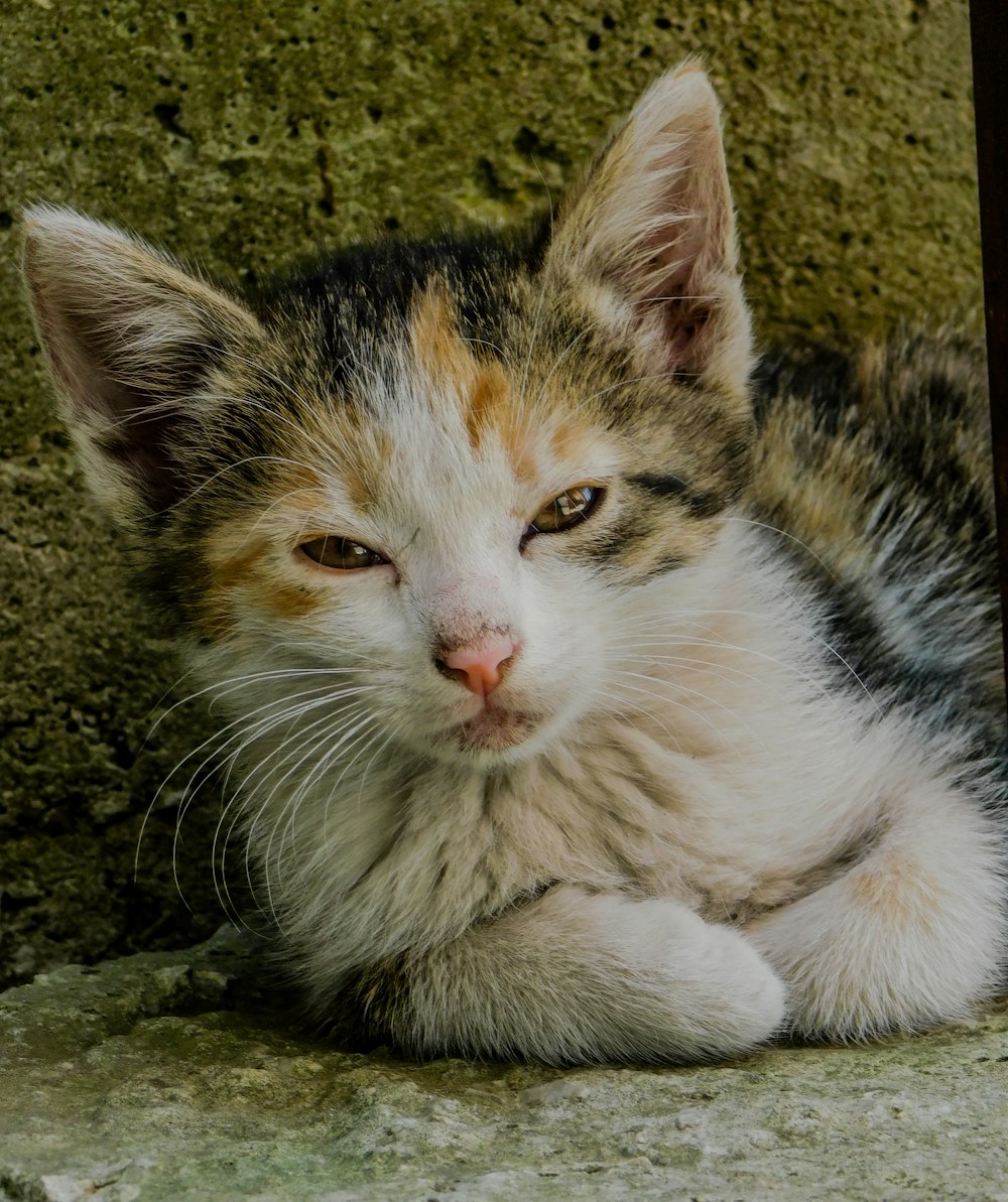 a close up of a cat laying on the ground