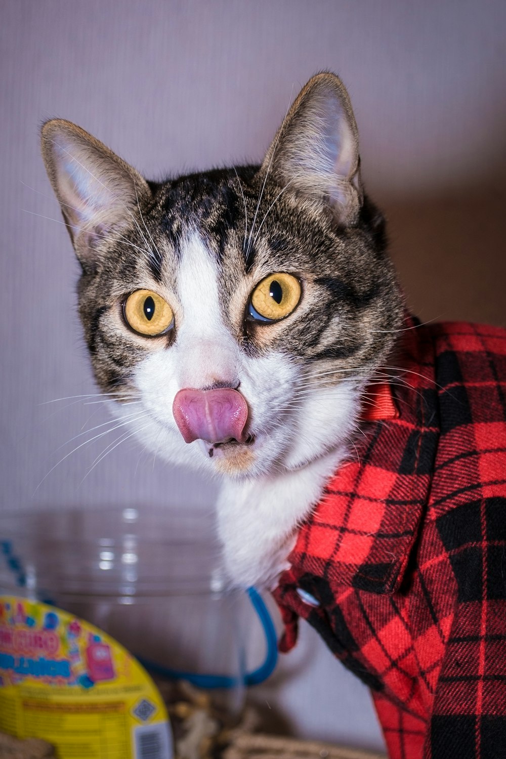 a cat sticking its tongue out while wearing a plaid shirt