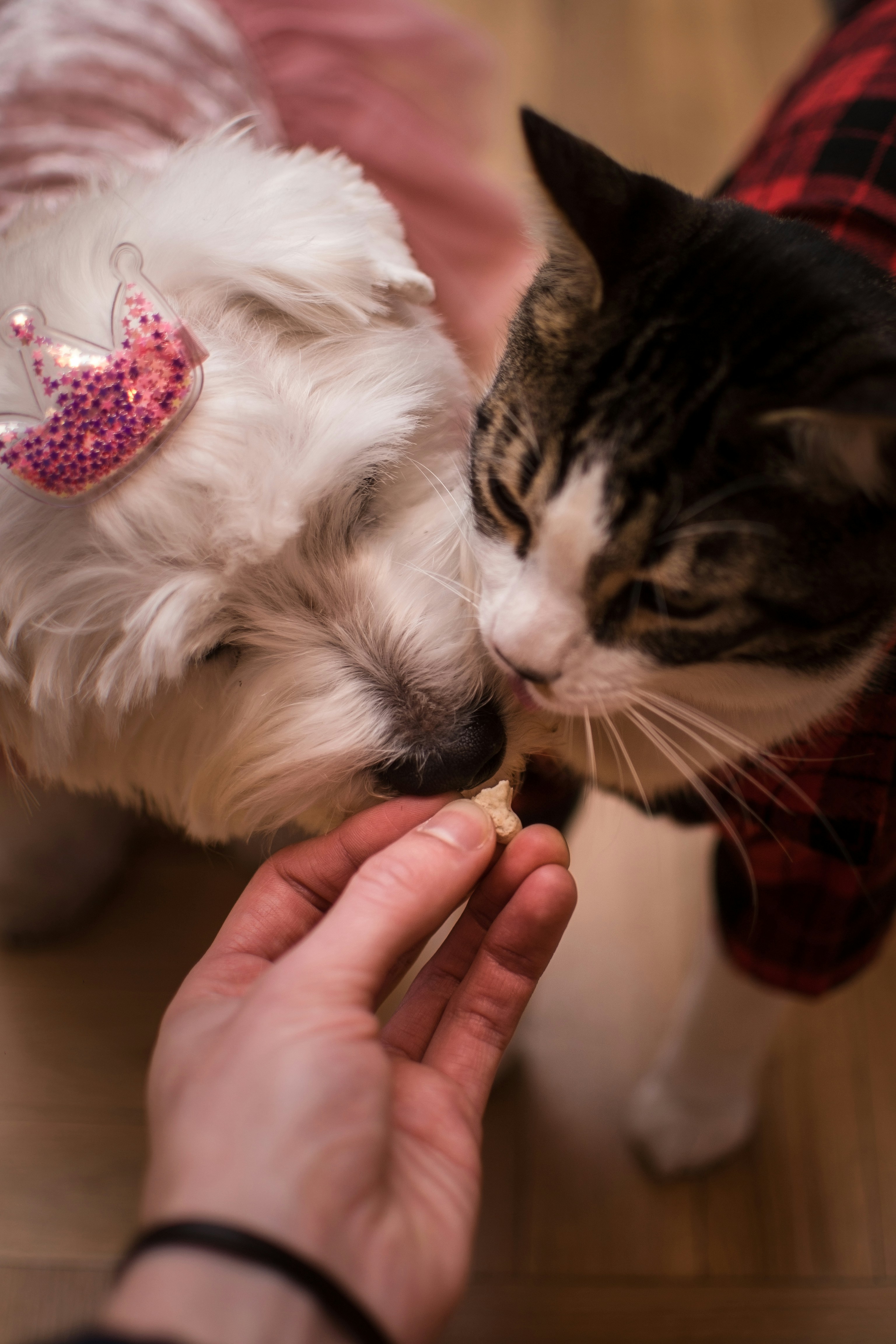 a person feeding a dog a piece of food