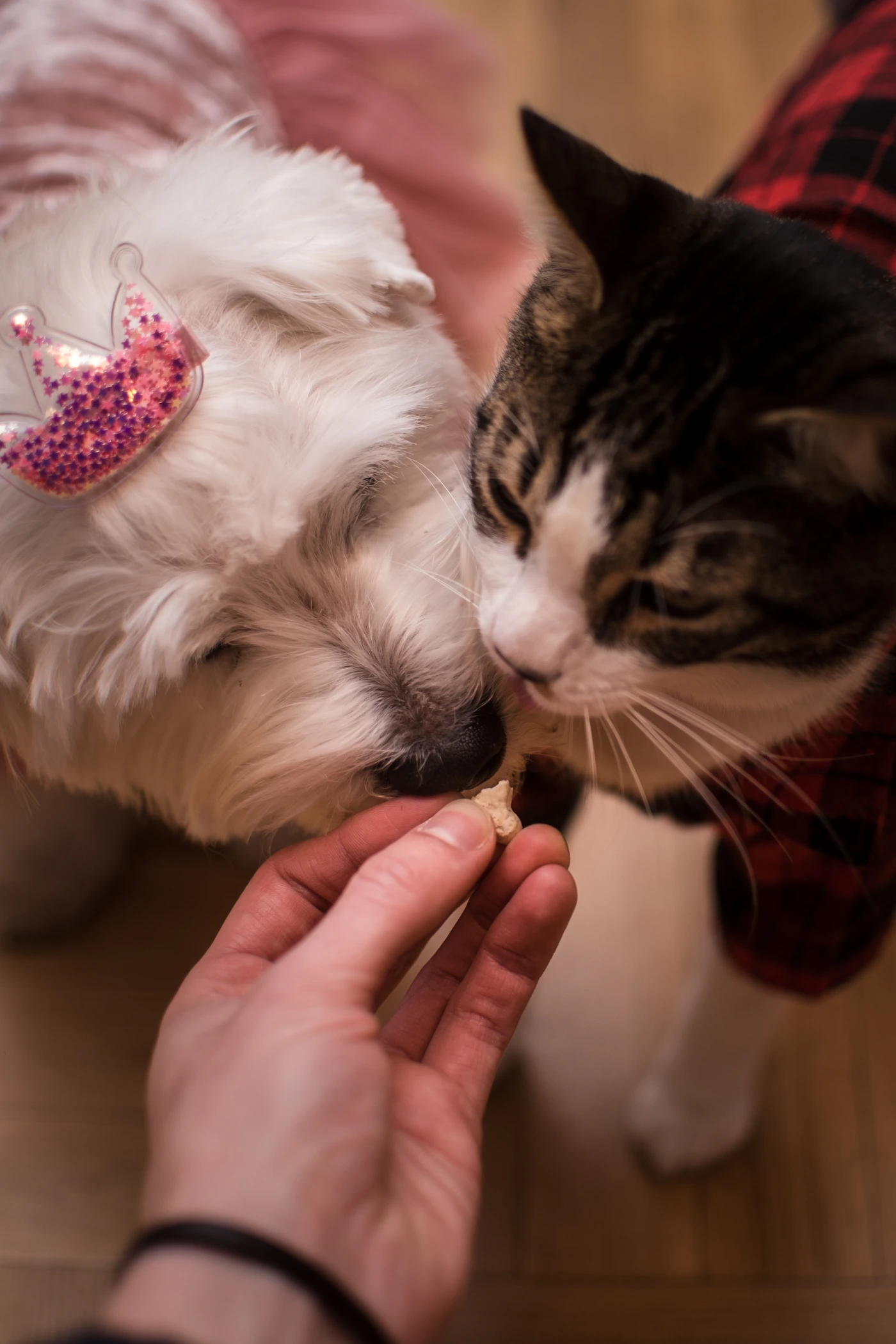 犬猫分享零食时刻