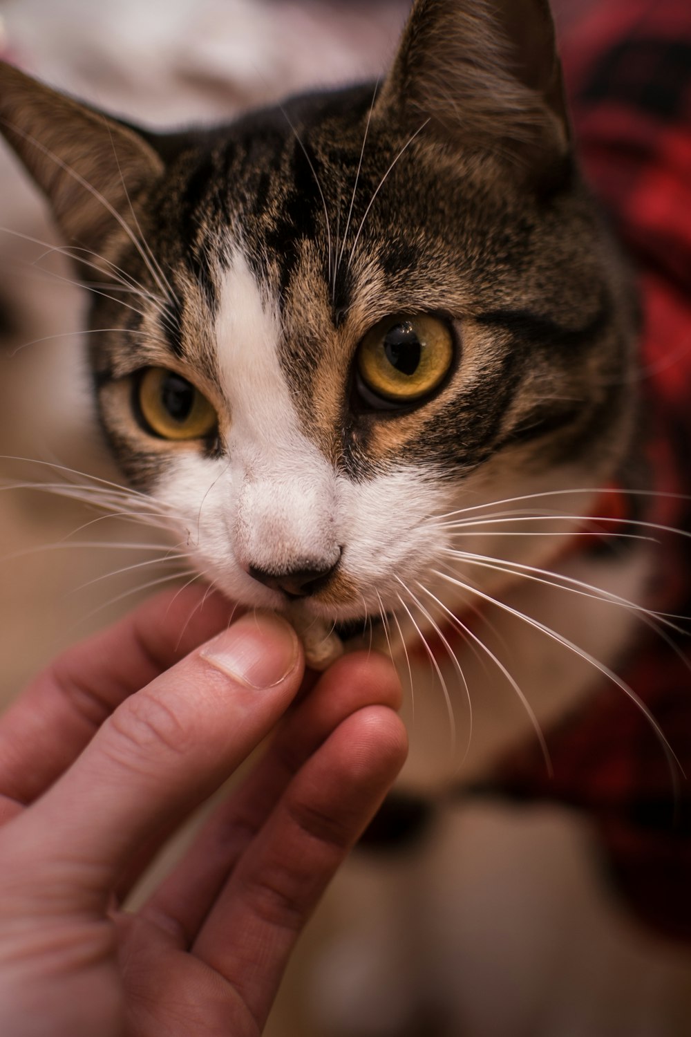 a close up of a person holding a cat