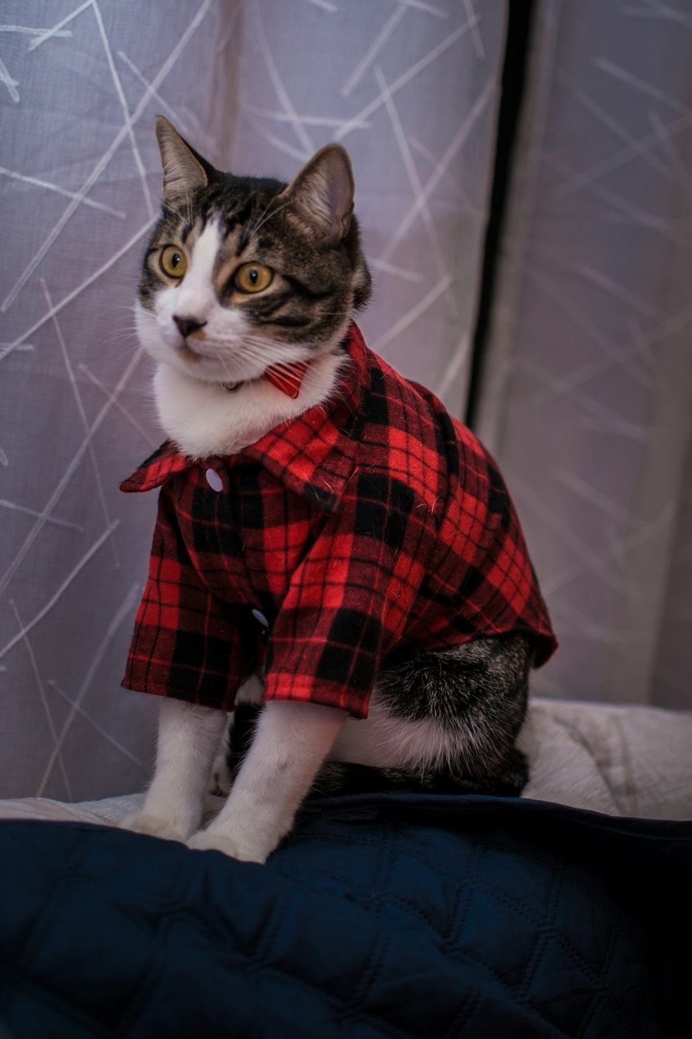 a cat sitting on top of a bed wearing a red and black shirt