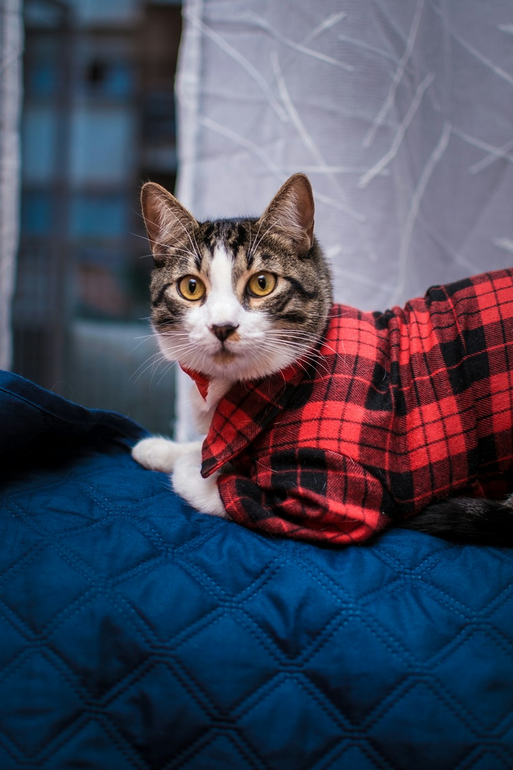 a cat wearing a red and black plaid shirt