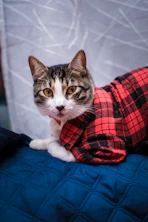 a cat wearing a red and black plaid shirt
