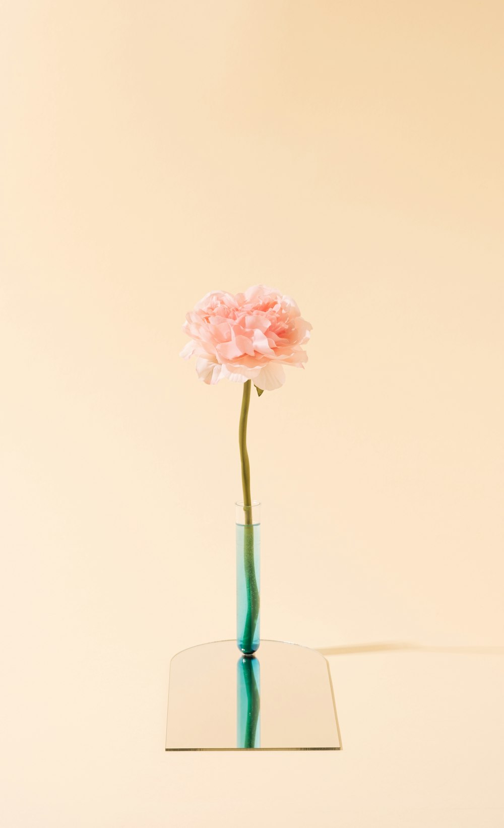 Un solo clavel rosa en un jarrón de cristal