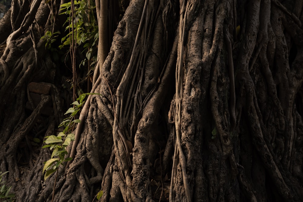 a large tree with very large roots in a forest