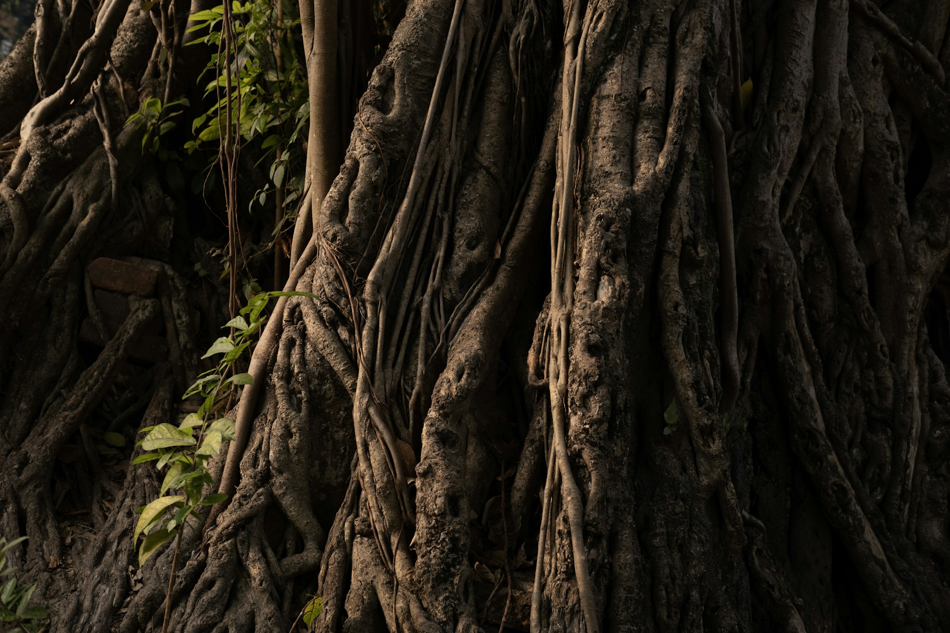 a large tree with very large roots in a forest
