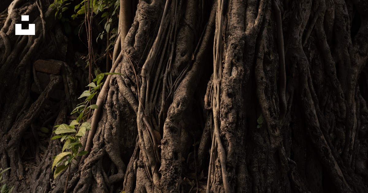 A large tree with very large roots in a forest photo – Free Plant Image ...