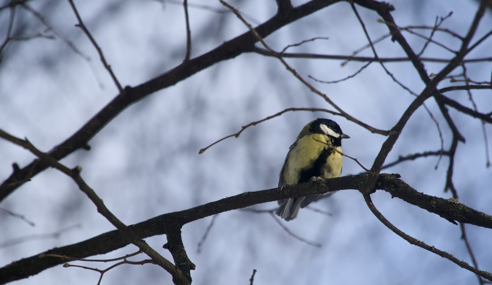 a bird sitting on a branch of a tree