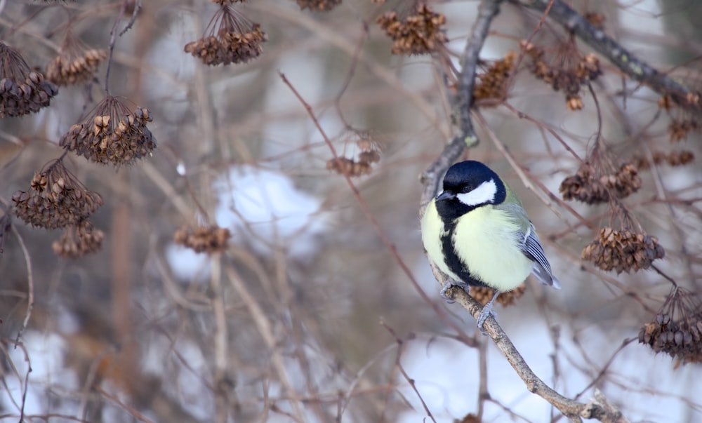 a small bird perched on a tree branch