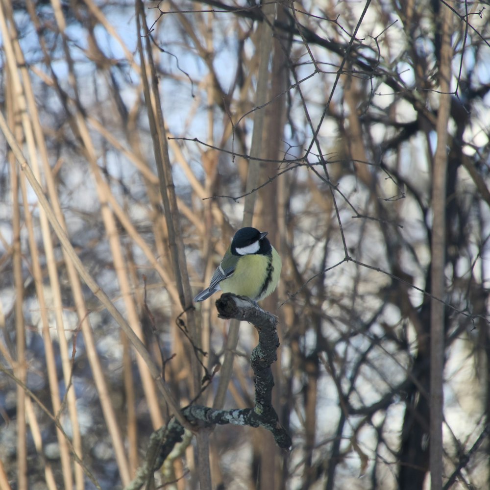 a bird sitting on a branch in a tree