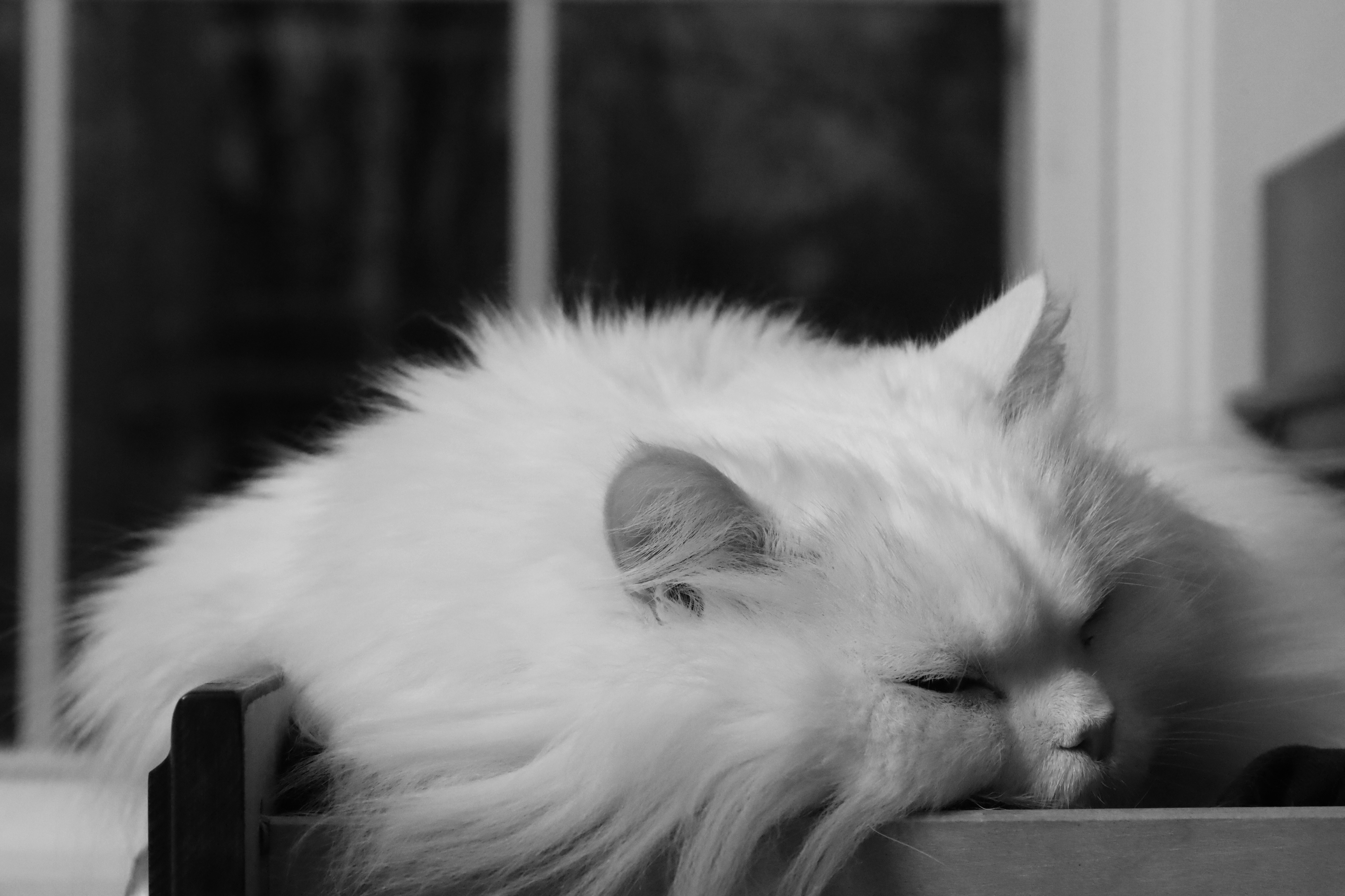 18. Turkish Angora: Loyal as Royalty (image credits: unsplash)