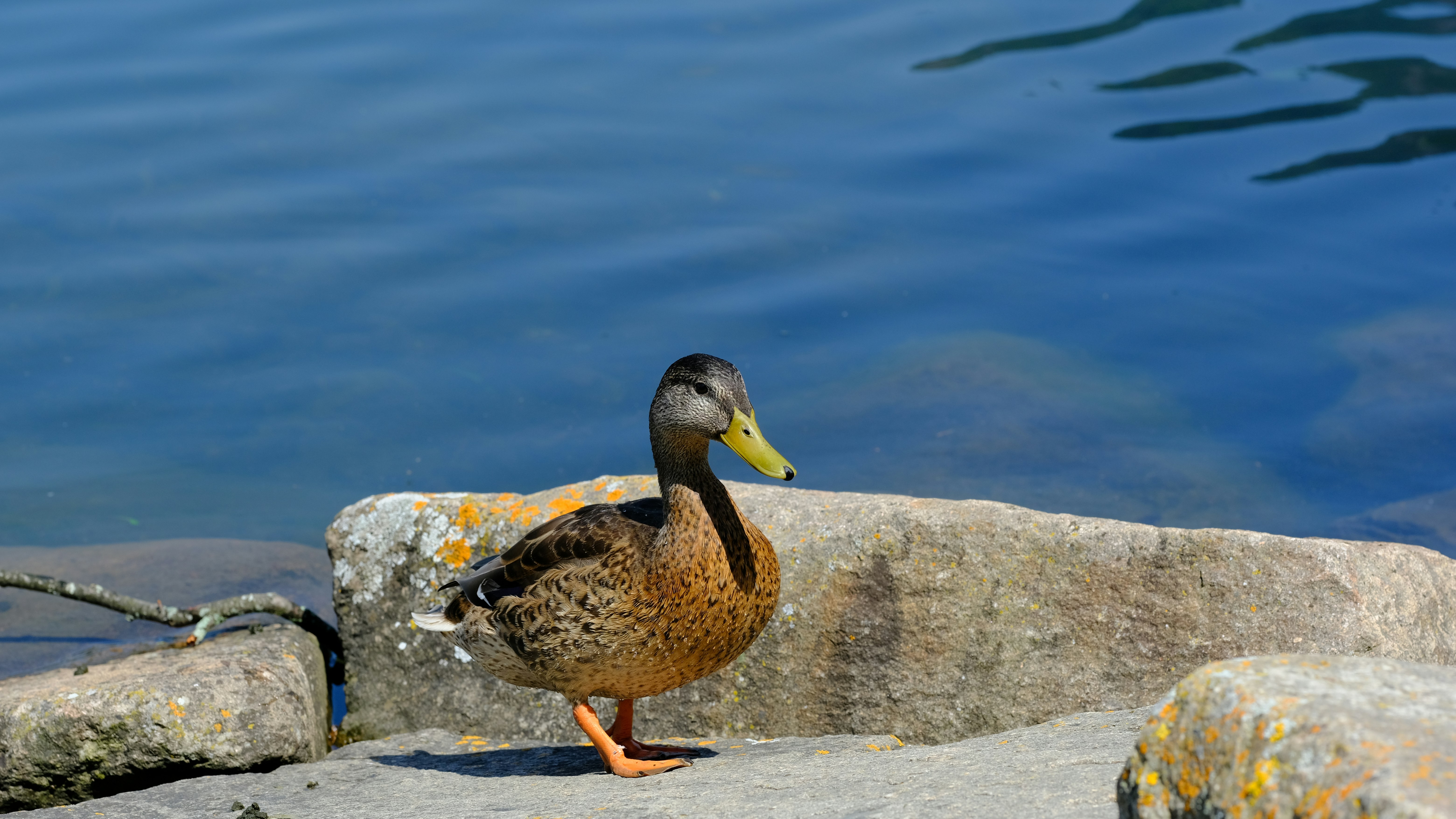 a duck standing on a rock next to a body of water