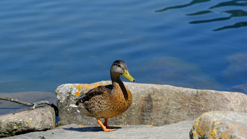 a duck standing on a rock next to a body of water