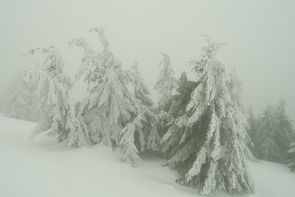 a snow covered forest with trees covered in snow