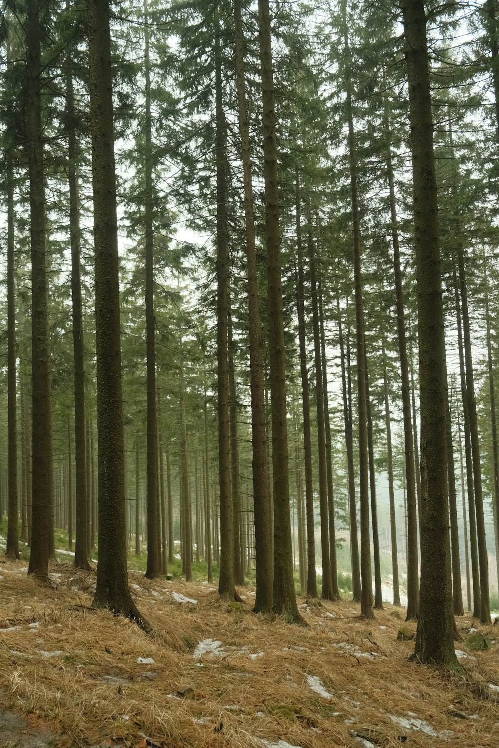 a forest filled with lots of tall pine trees