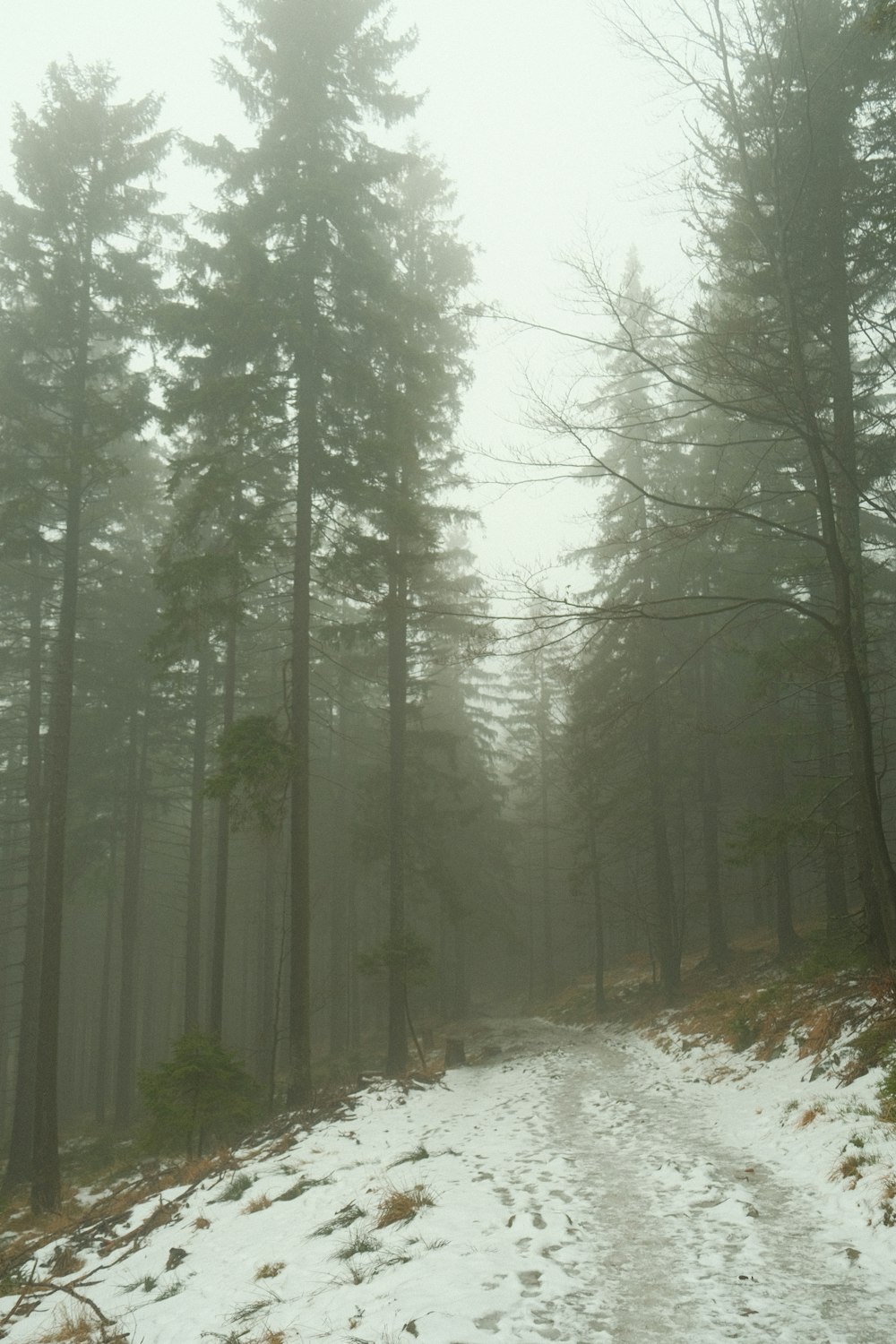 a snow covered path in the middle of a forest