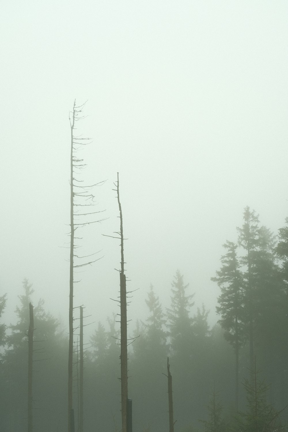 a foggy forest filled with lots of tall trees