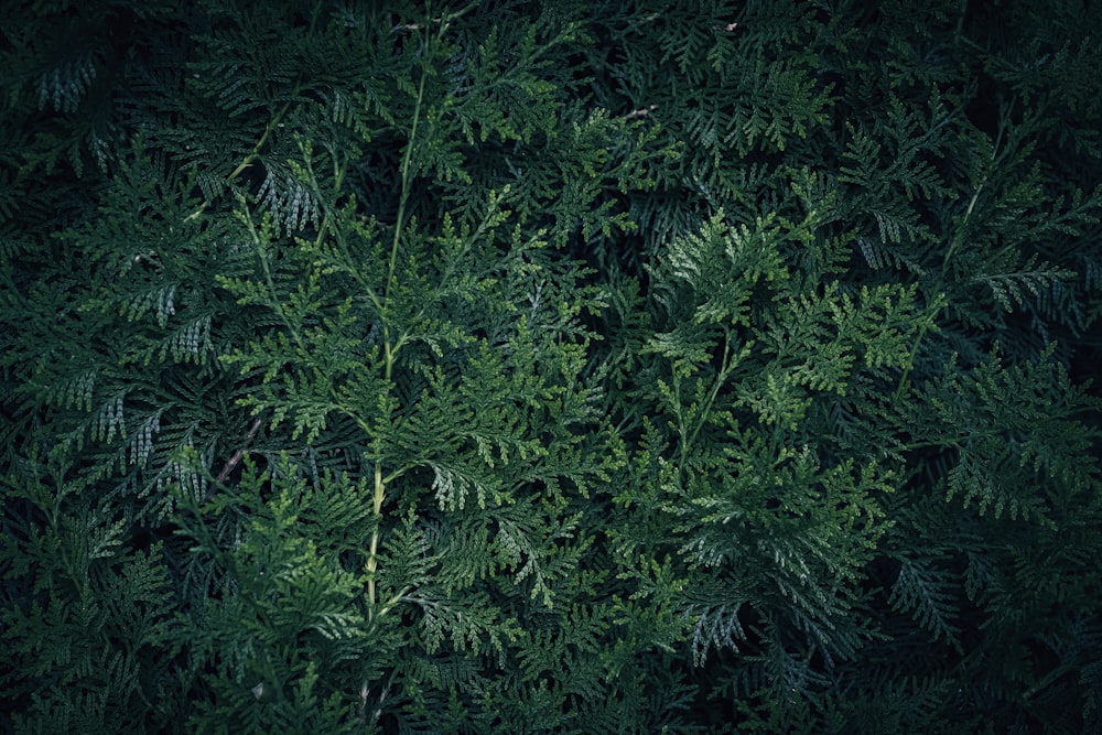 a close up of a green plant with lots of leaves