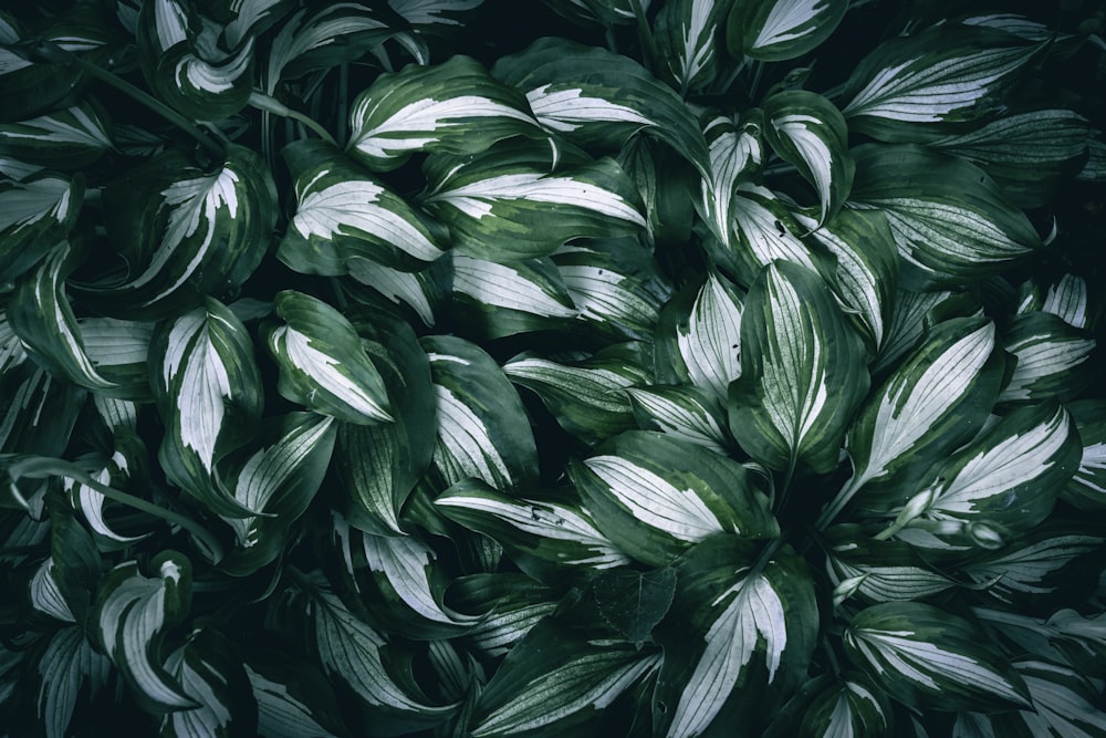 a close up of a green plant with white leaves