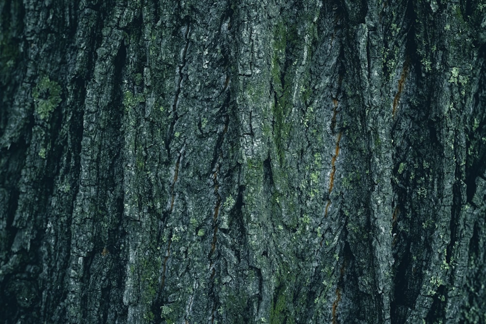 a close up of a tree trunk with moss growing on it