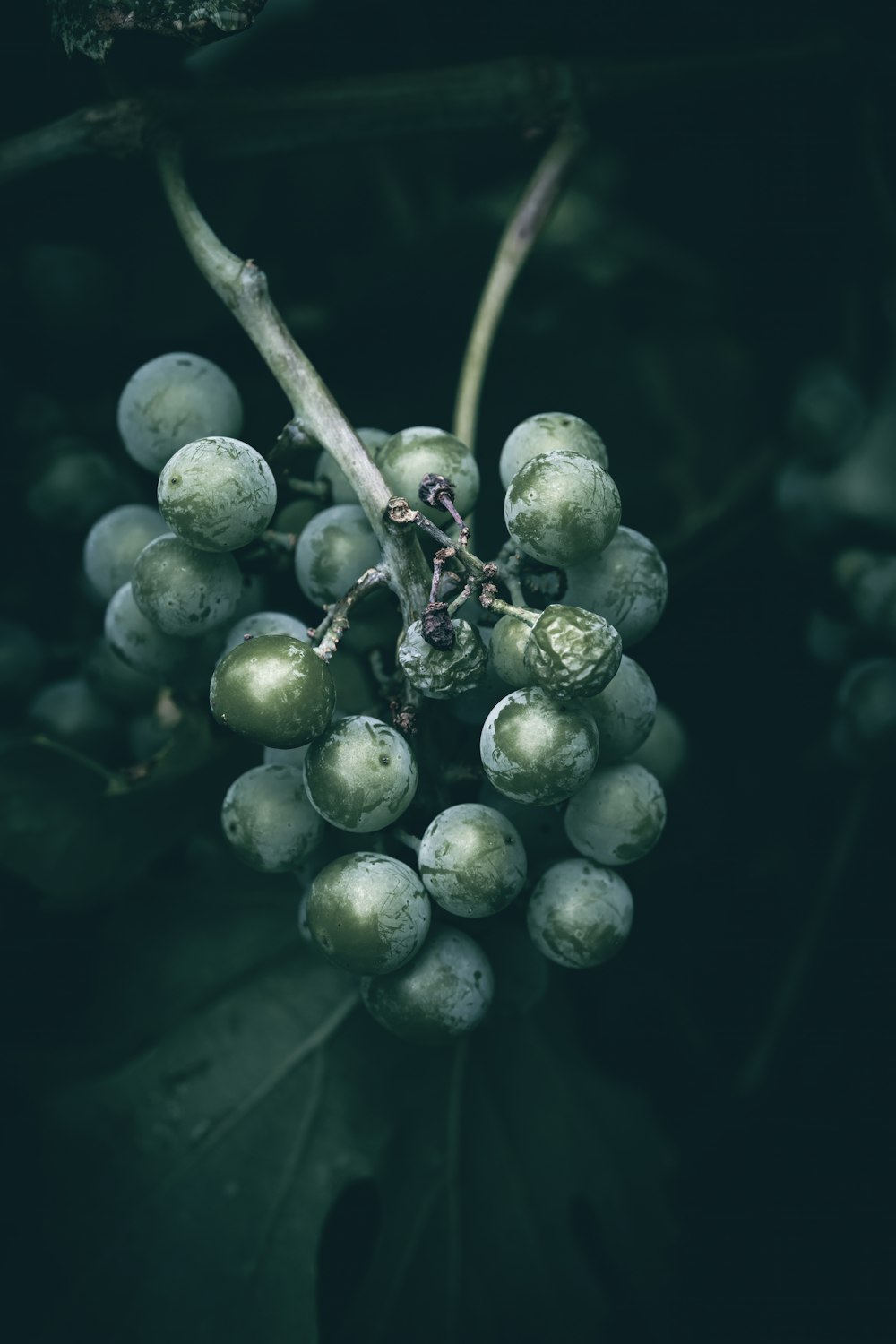 un primo piano di un grappolo d'uva su un albero