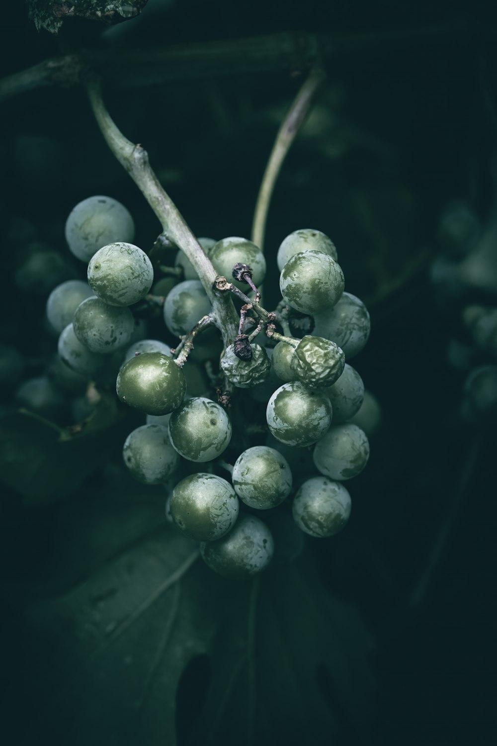 a close up of a bunch of grapes on a tree