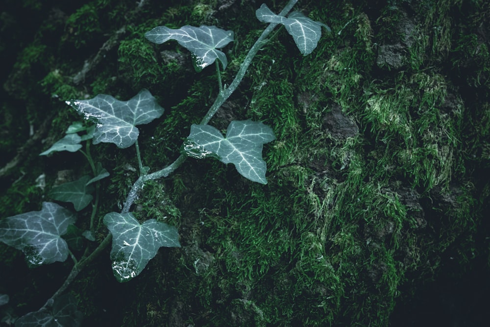 a close up of a plant on a mossy surface