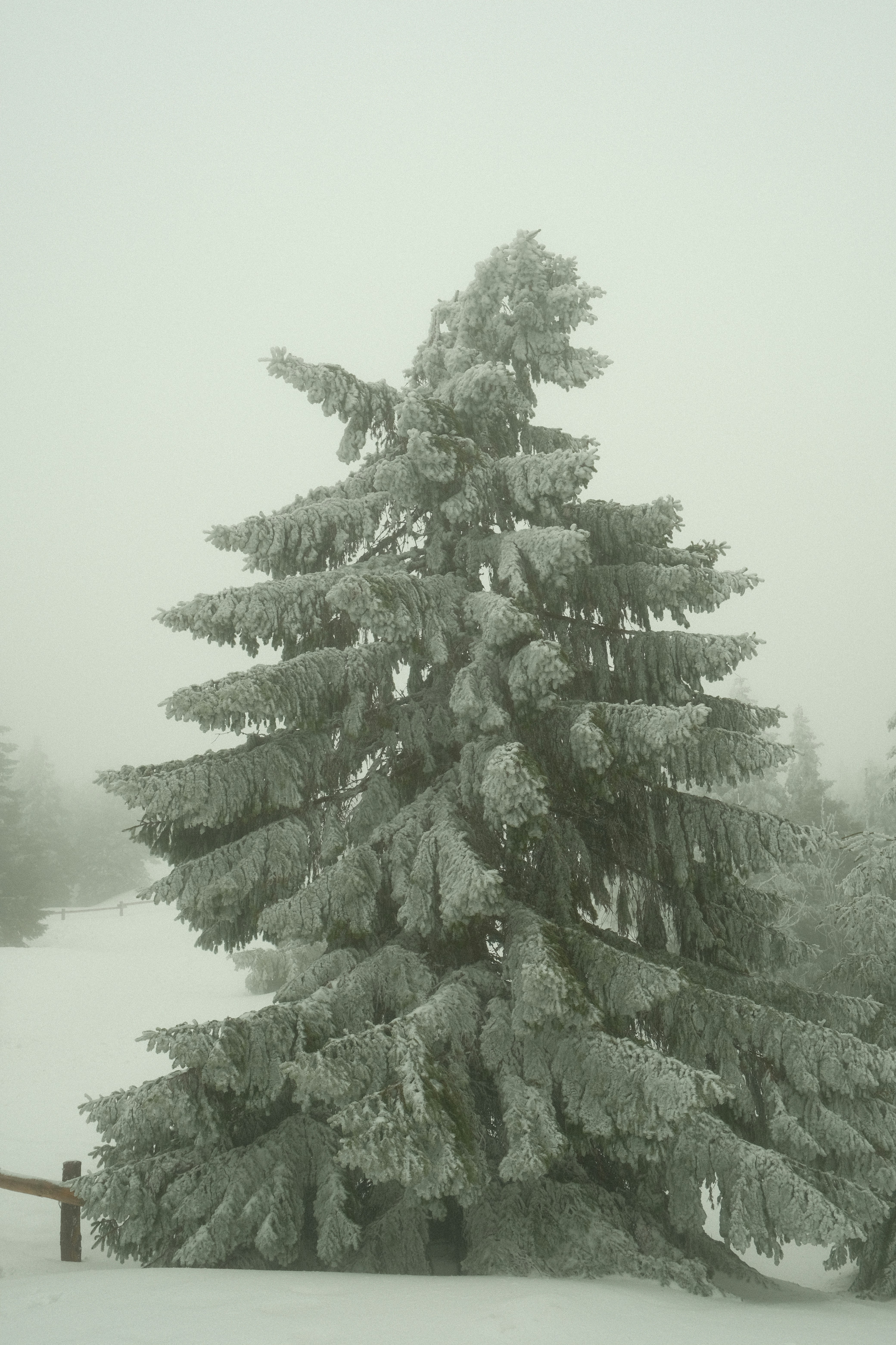 a snow covered pine tree in a snowy field
