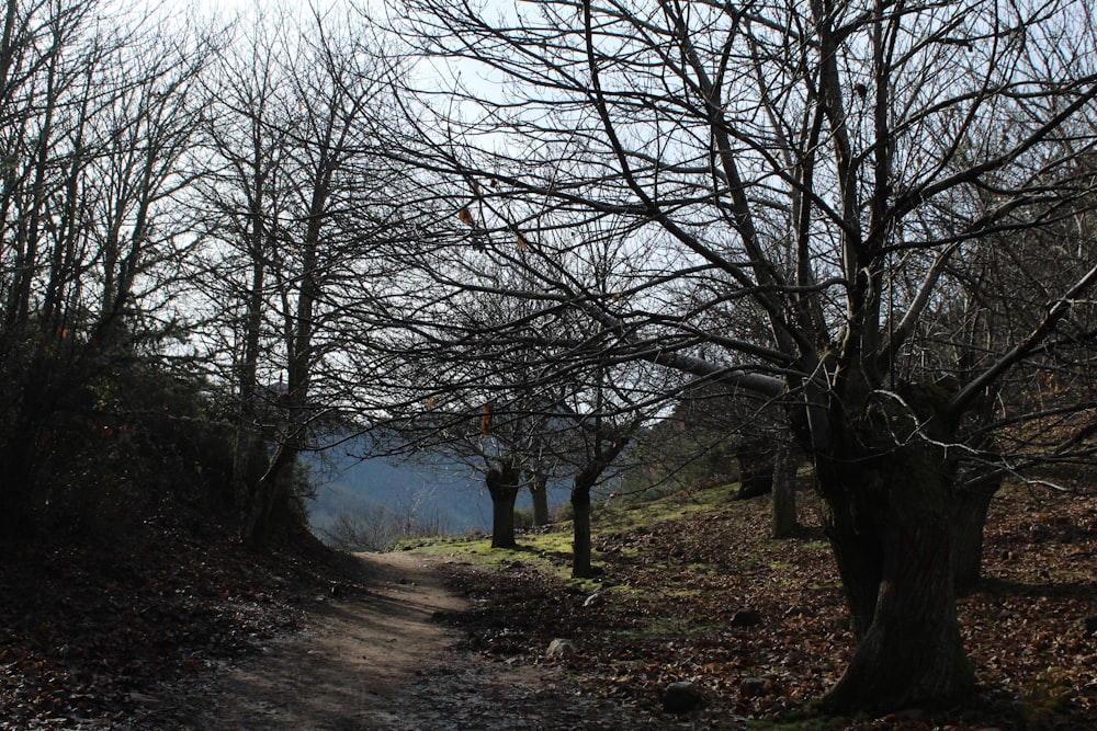 a dirt path in a wooded area with bare trees