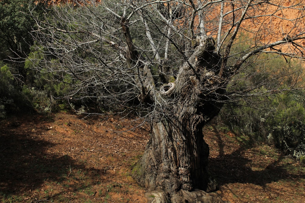 a dead tree in the middle of a forest